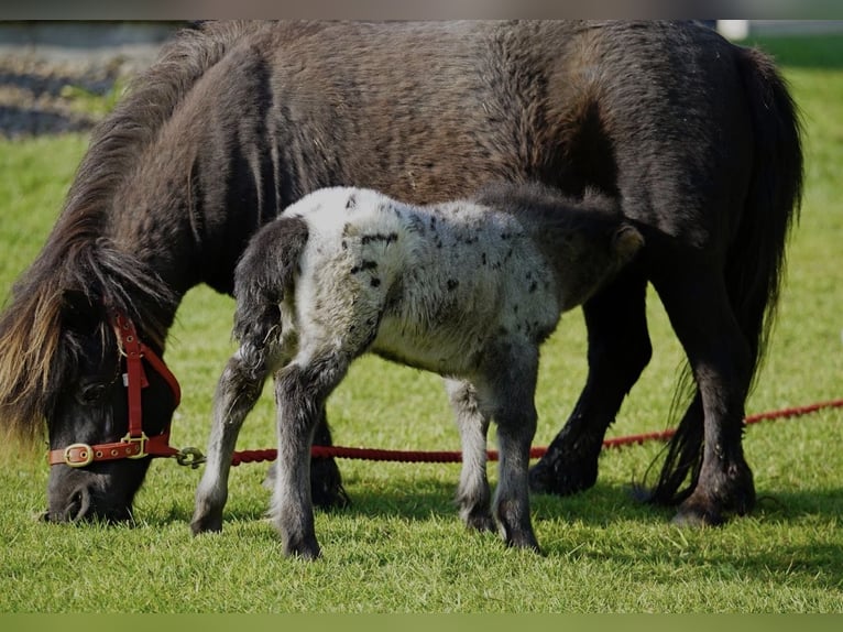 Falabella Yegua 5 años 79 cm  in kerry