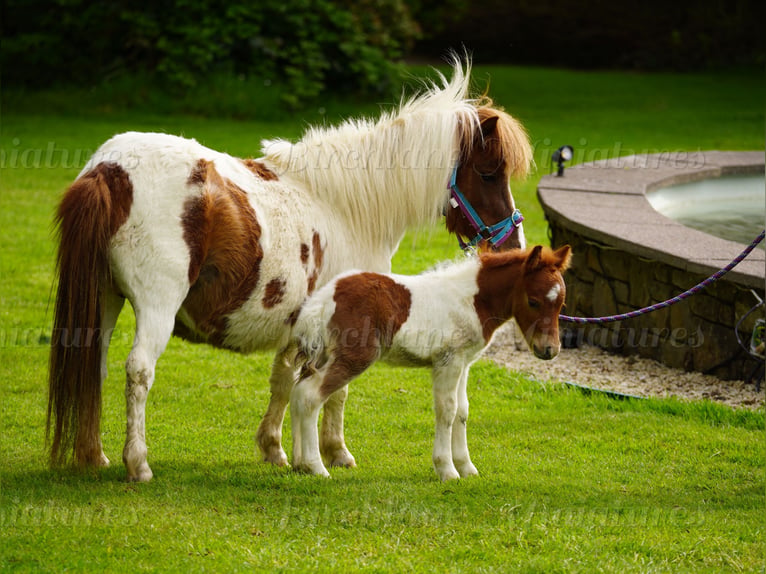 Falabella Mestizo Yegua 5 años 79 cm  in kerry