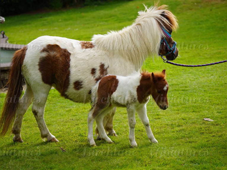 Falabella Mestizo Yegua 5 años 79 cm  in kerry