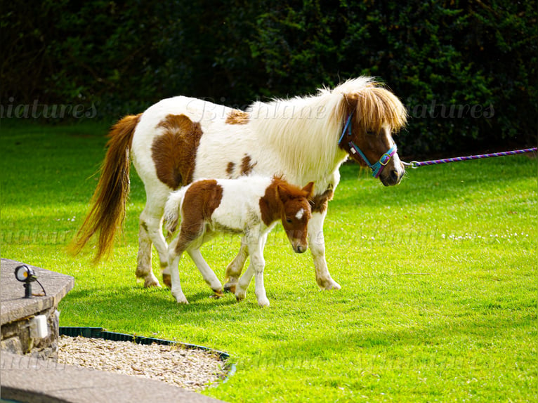 Falabella Mestizo Yegua 5 años 79 cm  in kerry