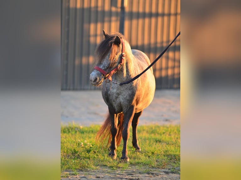 Falabella Yegua 9 años 87 cm Atigrado/Moteado in Skibin