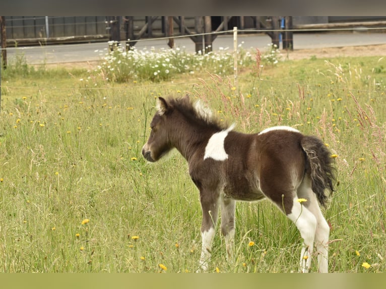 Falabella Yegua Potro (05/2025) 78 cm Tobiano-todas las-capas in Kerkwerve