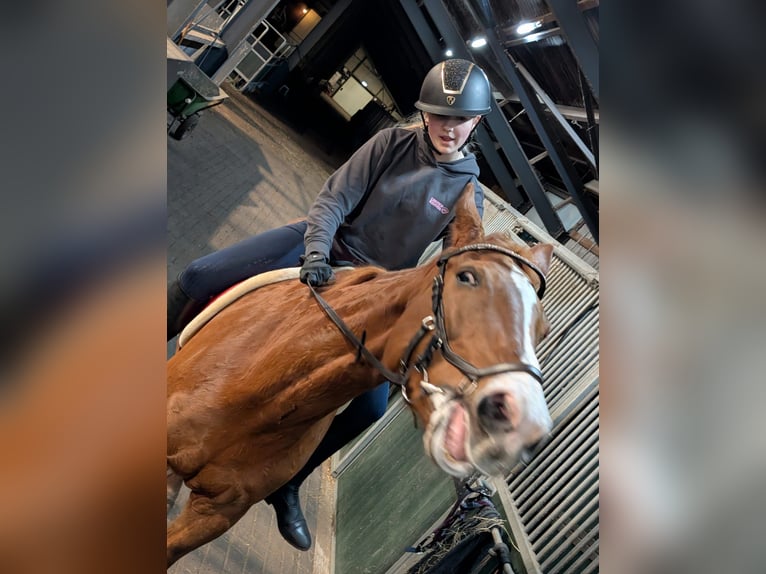 Fanatieke ruiter zoekt paard