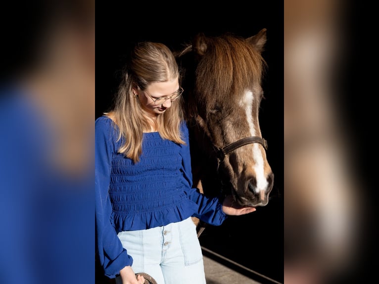 Fanatieke ruiter zoekt paard