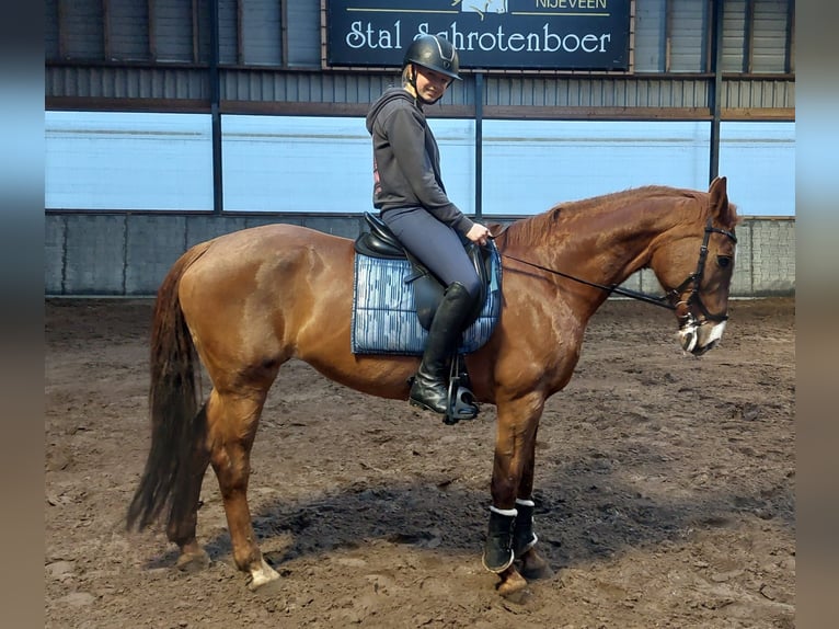 Fanatieke ruiter zoekt paard