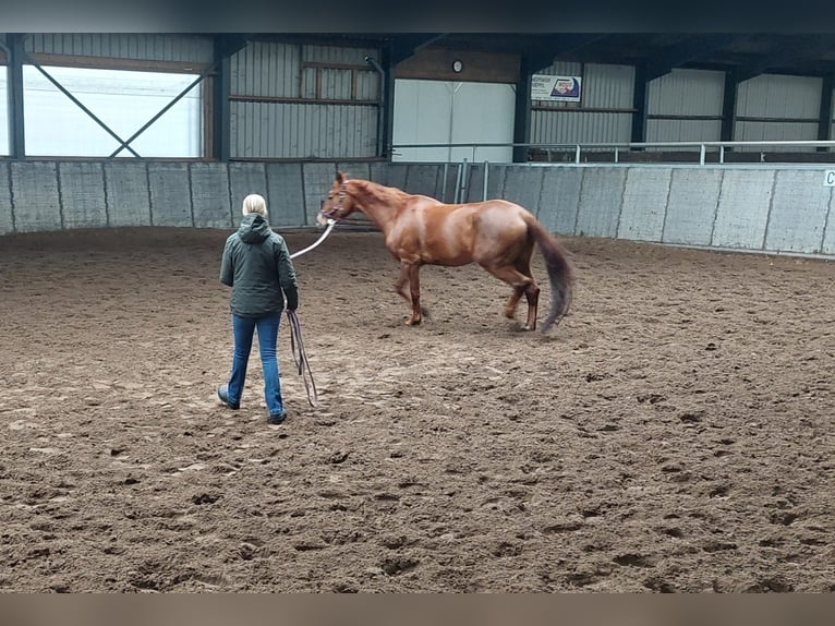 Fanatieke ruiter zoekt paard