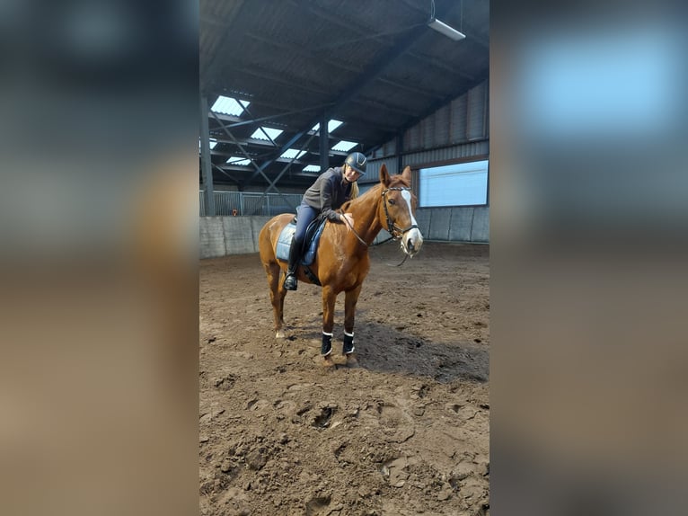 Fanatieke ruiter zoekt paard