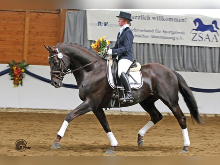 FANDSY X Anglo-arab Hingst Fux in Walsrode