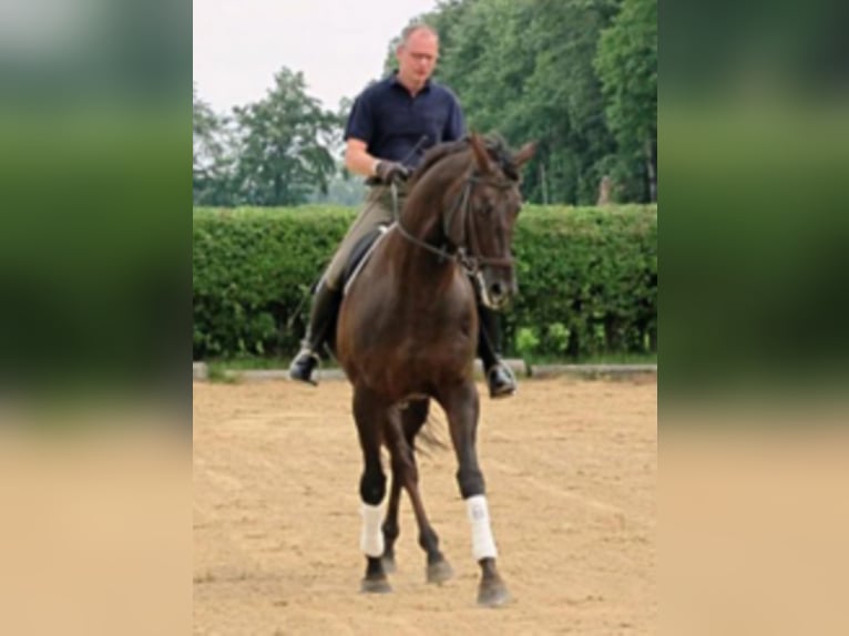 FANDSY X Anglo-Arab Stallion Chestnut in Walsrode