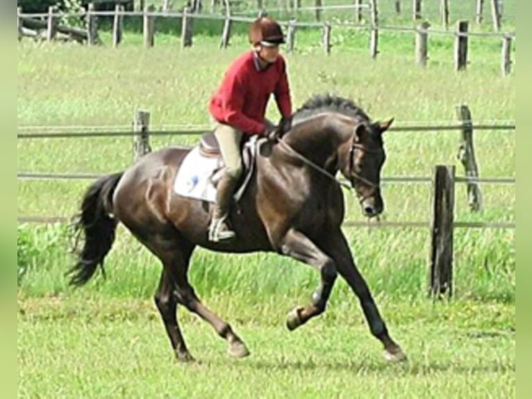 FANDSY X Anglo-Arab Stallion Chestnut in Walsrode