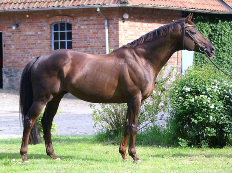 FANDSY X Anglo-Arabo Stallone Sauro scuro in Walsrode