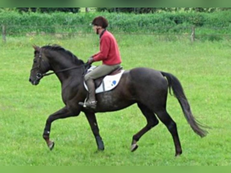 FANDSY X Anglo-Arabo Stallone Sauro scuro in Walsrode