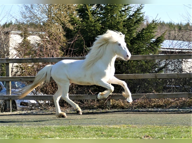 FANNAR VOM RECHERBUSCH Icelandic Horse Stallion in Euskirchen