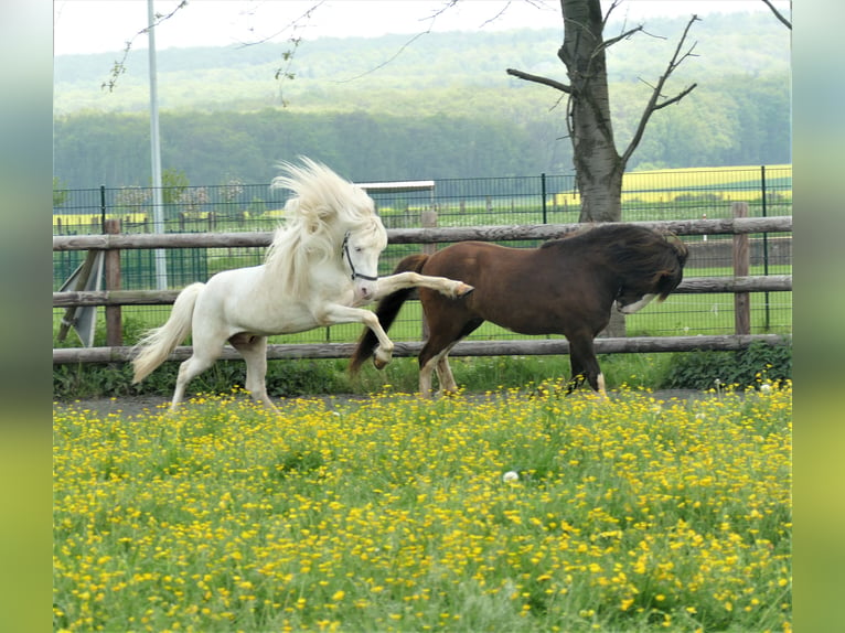 FANNAR VOM RECHERBUSCH Islandshäst Hingst in Euskirchen