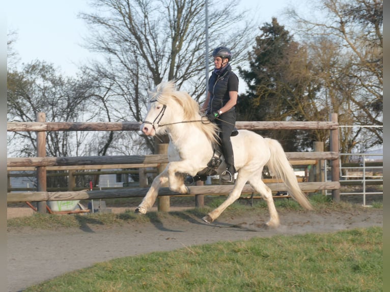 FANNAR VOM RECHERBUSCH Pony Islandese Stallone  in Euskirchen