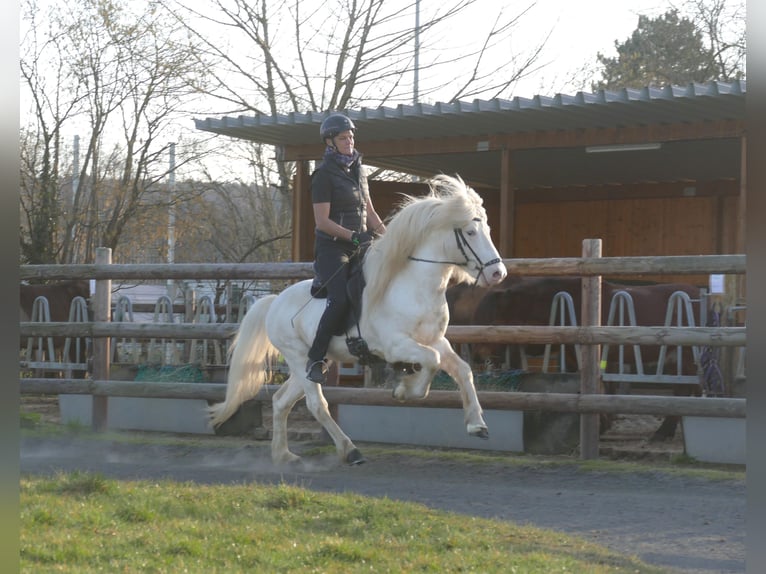 FANNAR VOM RECHERBUSCH Pony Islandese Stallone  in Euskirchen