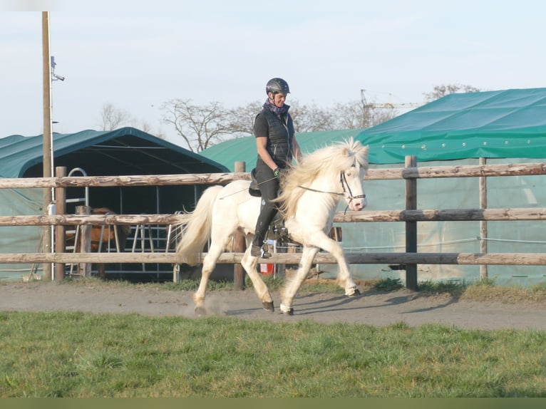 FANNAR VOM RECHERBUSCH Pony Islandese Stallone  in Euskirchen