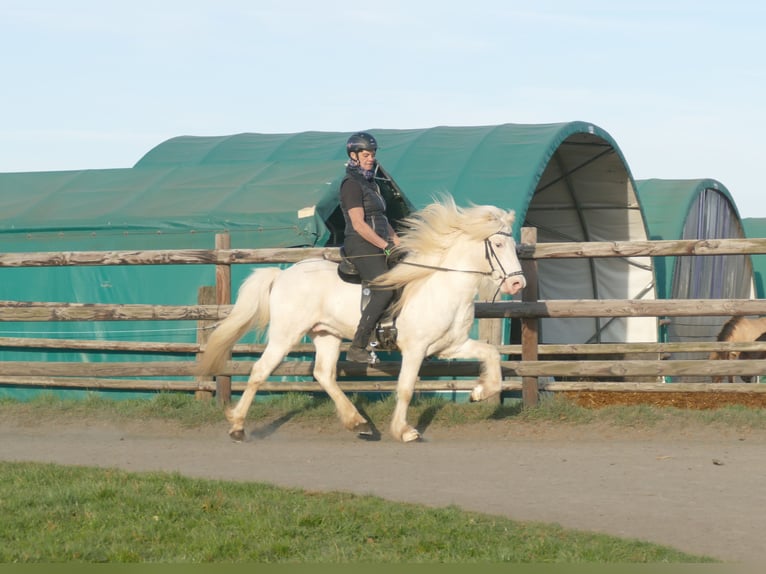 FANNAR VOM RECHERBUSCH Pony Islandese Stallone  in Euskirchen