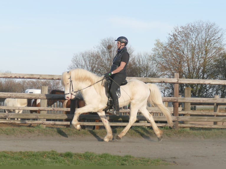 FANNAR VOM RECHERBUSCH Pony Islandese Stallone  in Euskirchen