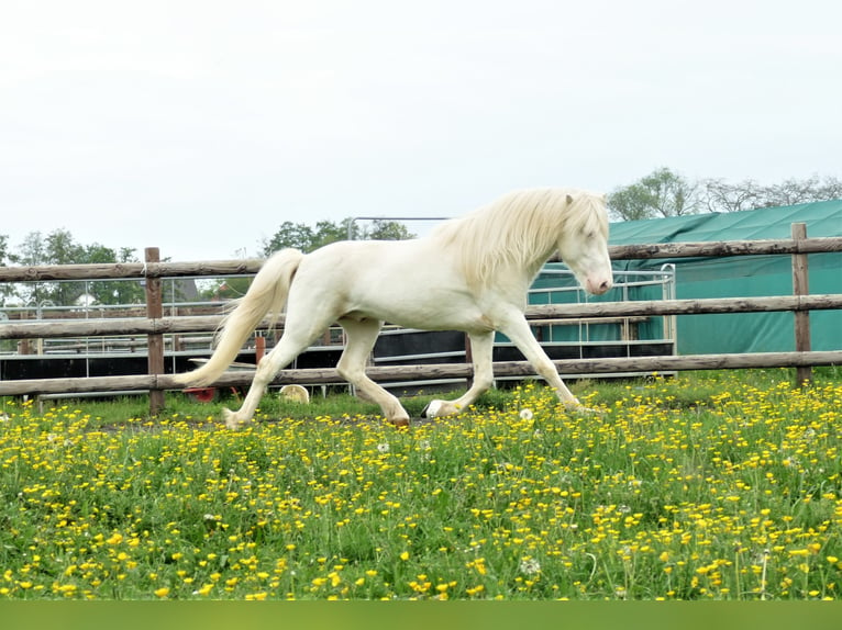 FANNAR VOM RECHERBUSCH Pony Islandese Stallone in Euskirchen