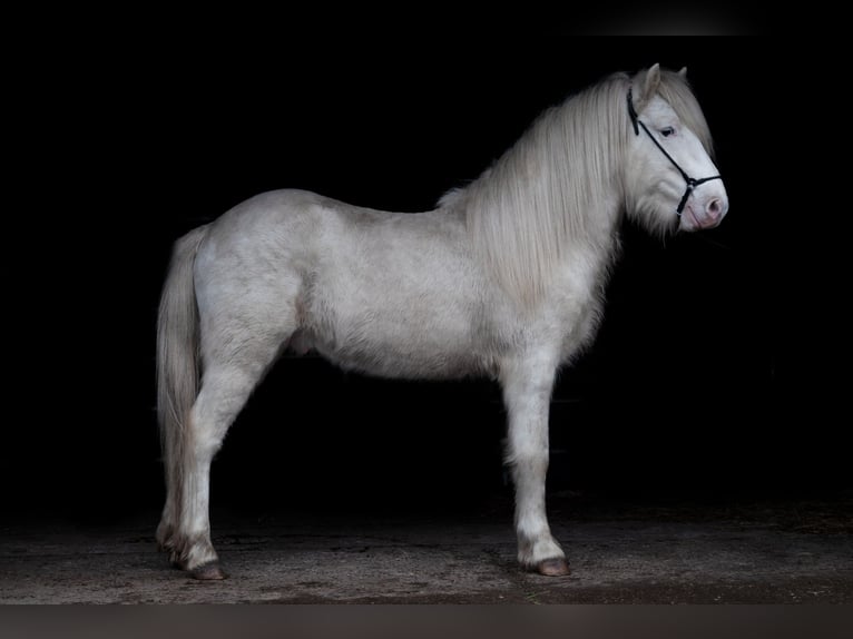 FANNAR VOM RECHERBUSCH Pony Islandese Stallone in Euskirchen