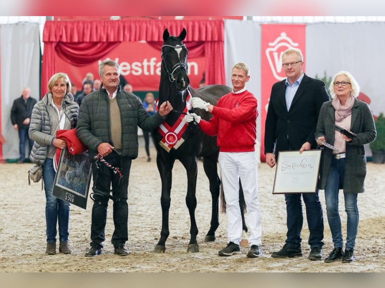 FASHION IN BLACK NRW Westfalisk häst Hingst Svart in Münster