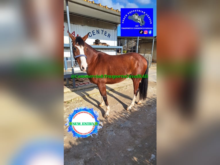 Felin Pony Mix Gelding 11 years 13,3 hh Brown in Solarino