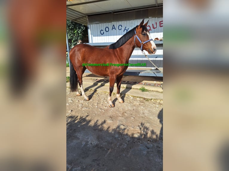 Felin Pony Mix Gelding 12 years 13,3 hh Brown in Solarino