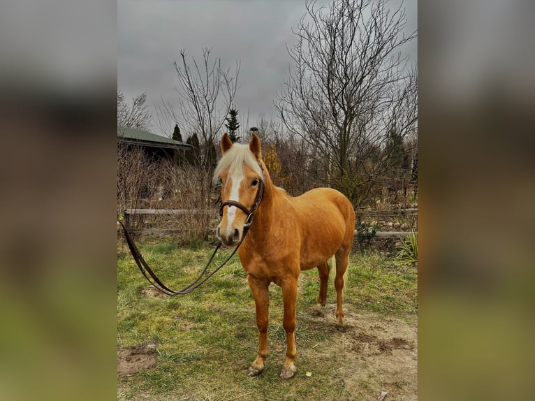 Felin Pony Gelding 4 years 12,2 hh Palomino in Janów Podlaski