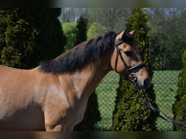 Felin Pony Gelding 4 years 14.1 hh Dun in Chełmno