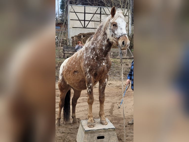 Felin Pony Mix Gelding 4 years 14.1 hh Leopard-Piebald in Wilsdruff