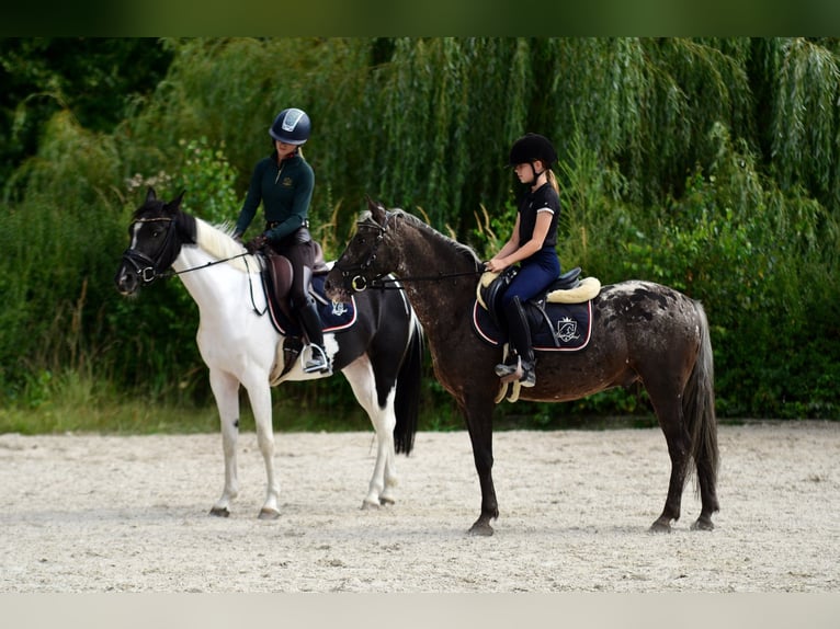 Felin Pony Gelding 5 years 13.2 hh Leopard-Piebald in Poznań
