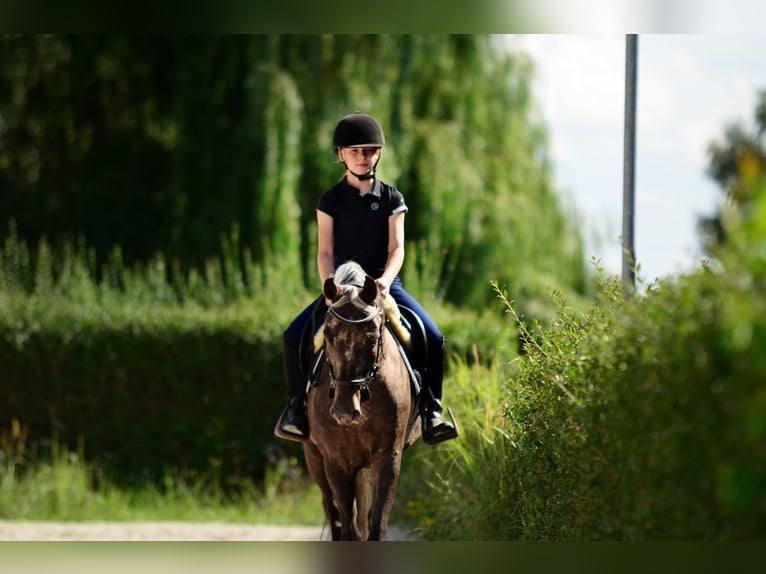 Felin Pony Gelding 5 years 13.2 hh Leopard-Piebald in Poznań