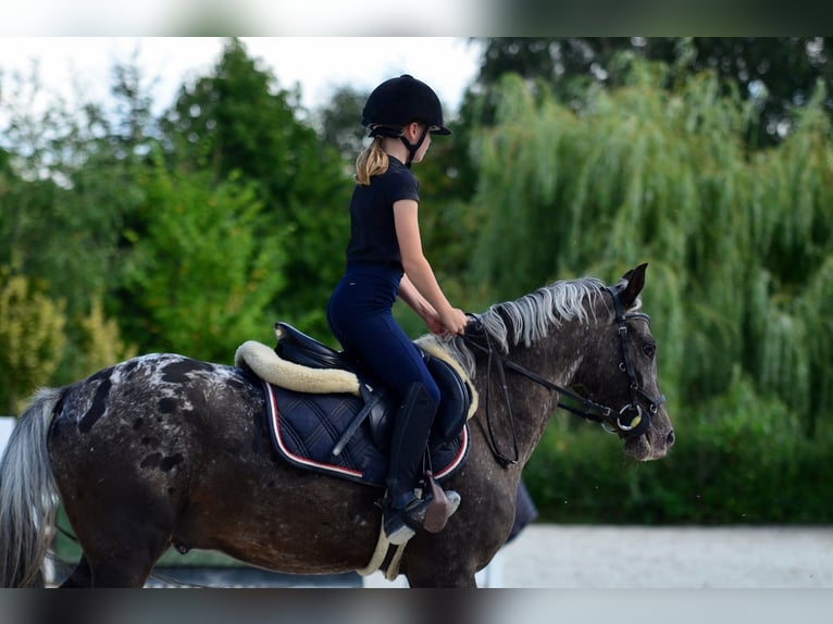 Felin Pony Gelding 5 years 13.2 hh Leopard-Piebald in Poznań