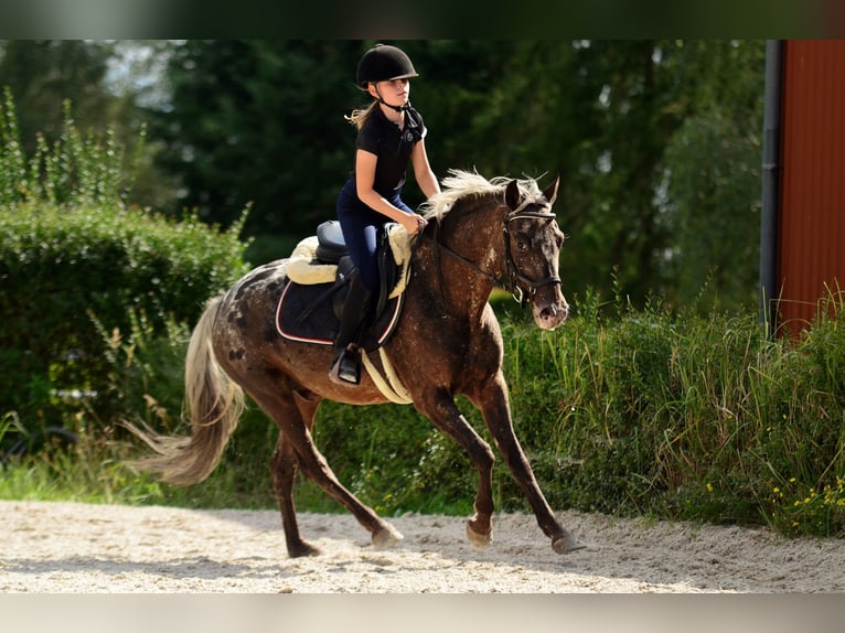 Felin Pony Gelding 5 years 13.2 hh Leopard-Piebald in Poznań