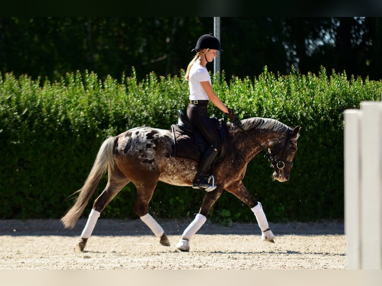 Felin Pony Gelding 5 years 13.3 hh Leopard-Piebald in Poznań
