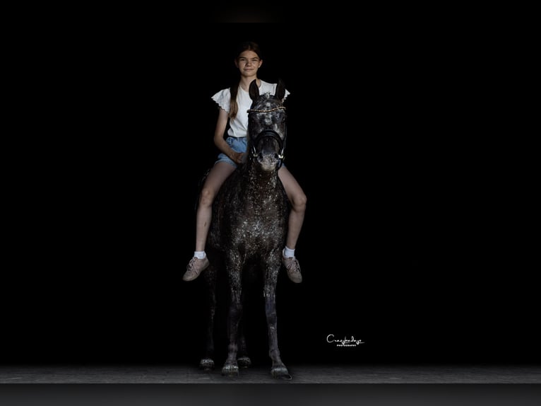 Felin Pony Gelding 5 years 13.3 hh Leopard-Piebald in Poznań