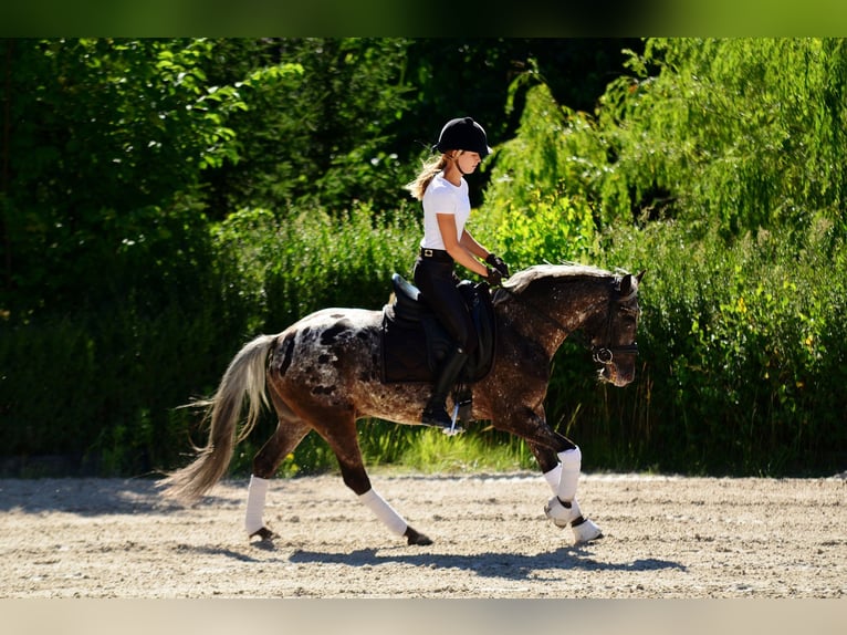 Felin Pony Gelding 5 years 13.3 hh Leopard-Piebald in Poznań