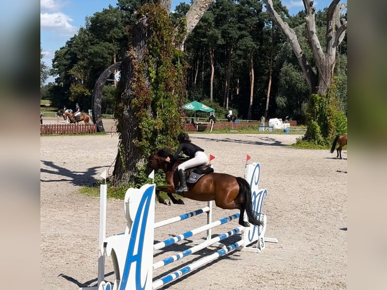 Felin Pony Gelding 6 years 13,3 hh Brown in Murowana Goślina