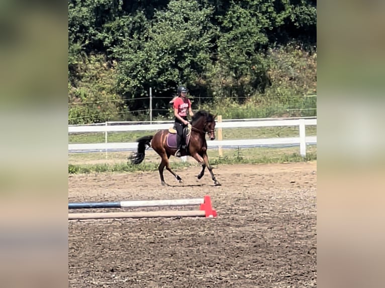 Felin Pony Gelding 6 years 14 hh Brown in Świecie