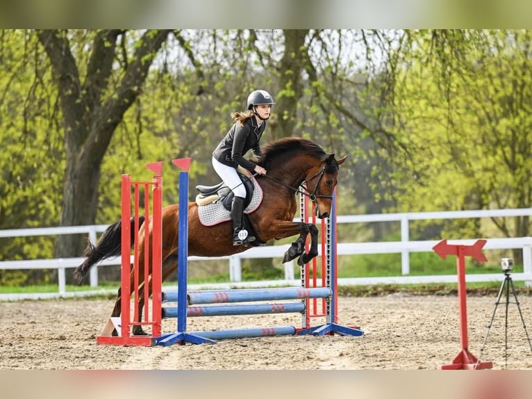 Felin Pony Gelding 6 years 14 hh Brown in Świecie