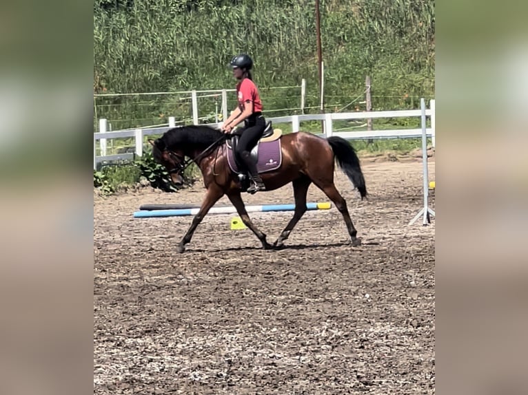 Felin Pony Gelding 6 years 14 hh Brown in Świecie