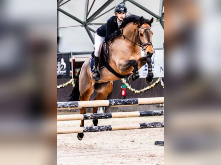 Felin Pony Gelding 6 years  in Głosków-Letnisko