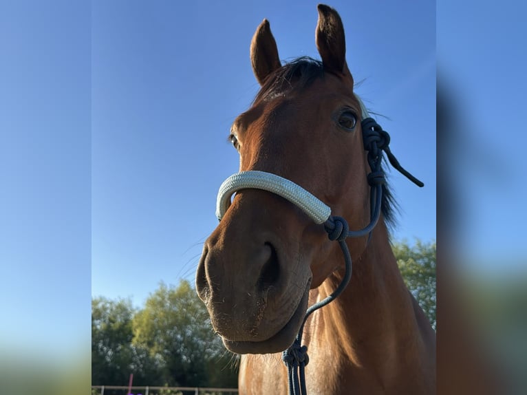 Felin Pony Gelding 7 years 13,3 hh Brown in Toru&#x144;