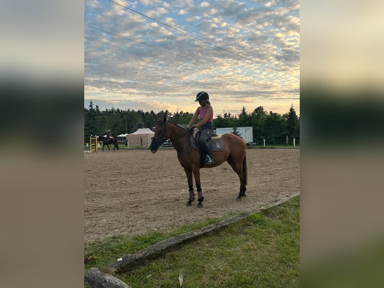 Felin Pony Gelding 7 years 13,3 hh Brown in Toru&#x144;