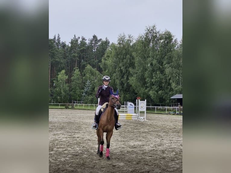 Felin Pony Gelding 7 years 13,3 hh Brown in Toru&#x144;