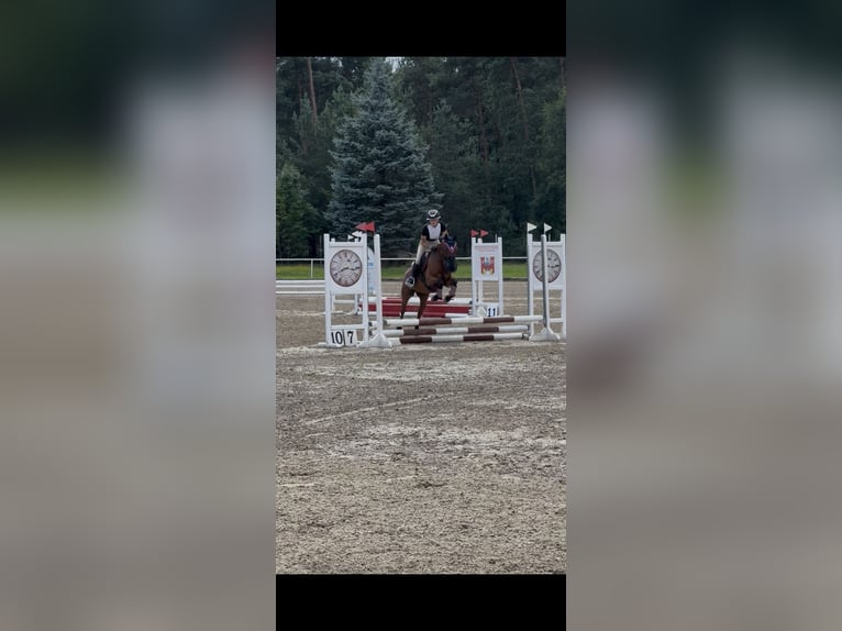 Felin Pony Gelding 7 years 13,3 hh Brown in Toru&#x144;