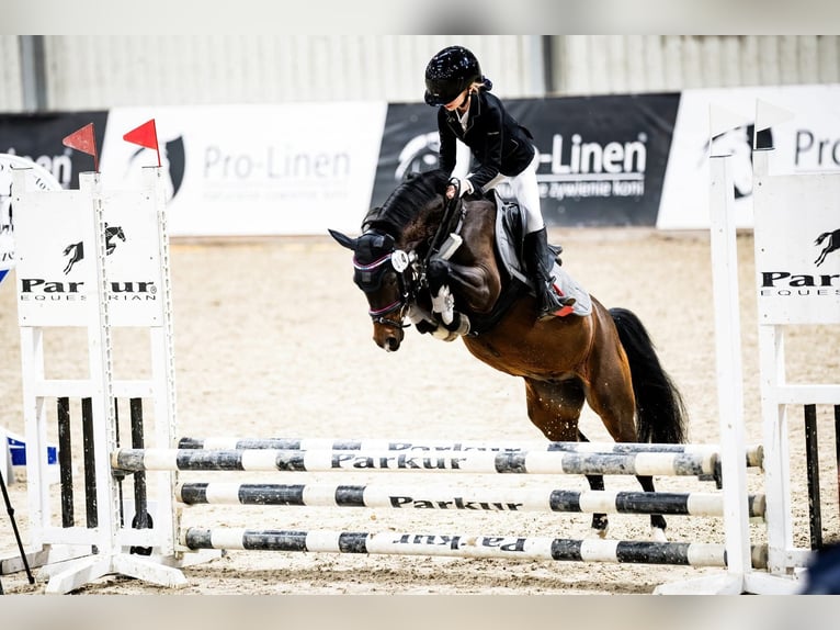 Felin Pony Gelding 8 years 12,2 hh Brown in Stary W&#x119;gliniec