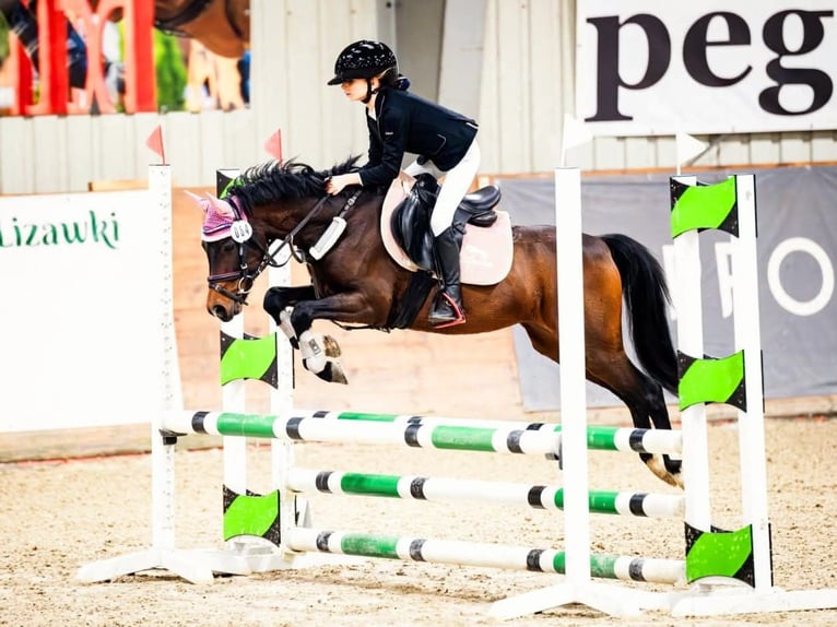 Felin Pony Gelding 8 years 12,2 hh Brown in Stary W&#x119;gliniec