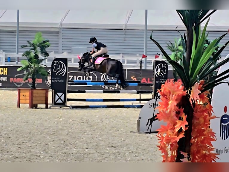 Felin Pony Gelding 8 years 12,2 hh Brown in Stary W&#x119;gliniec